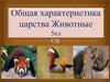 Общая характеристика царства Животные