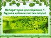 Лабораторне дослідження 1. Будова клітини листка елодеї