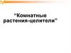 Комнатные растения-целители