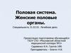 Половая система. Женские половые органы. Наружные женские половые органы