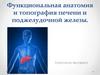 Функциональная анатомия и топография печени и поджелудочной железы