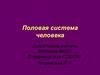Половая система человека (8 класс)