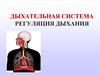 Дыхательная система. Регуляция дыхания