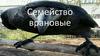 Семейство Врановые
