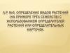 Определение видов растений (на примере трёх семейств). Лабораторная работа №5