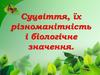 Суцвіття, їх різноманітність і біологічне значення