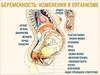Беременность: изменения в организме