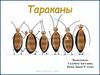 Тараканы