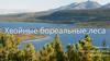 Хвойные бореальные леса (тайга)