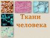 Ткани человека. Характеристика тканей человека