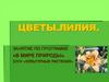 Цветы. Лилия