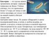 Бактерии. Гетеротрофные и автотрофные бактерии