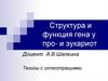 Структура и функция гена у про- и эукариот