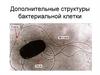 Дополнительные структуры бактериальной клетки. Лекция 2