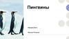 Пингвин - самый необычный и своеобразный представитель птичьего мира