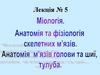 Міологія. Анатомія м'язів тулуба, шиї та голови. Лекція №5