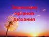 Эволюция органов дыхания