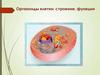 Органоиды клетки: строение, функции