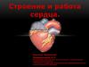 Строение и работа сердца