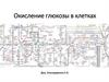 Окисление глюкозы в клетках