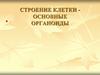 Строение клетки - основные органоиды
