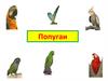 Попугаи