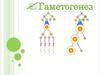 Гаметогенез. Стадии гаметогенеза