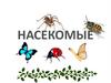 Насекомые
