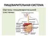 Пищеварительная система