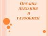 Органы дыхания и газообмен