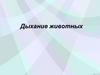Дыхание животных