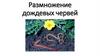 Размножение дождевых червей