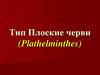 Тип Плоские черви (Plathelminthes)