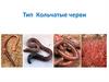 Тип Кольчатые черви. Признаки кольчатых червей