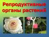 Репродуктивные органы растений