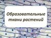 Образовательные ткани растений
