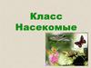 Класс Насекомые