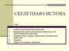 Скелетная система
