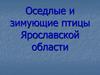 Оседлые и зимующие птицы Ярославской области