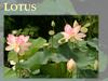 Lotus