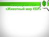 Животный мир КБР