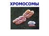 Строение хромосом