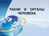 Ткани и органы человека