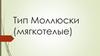 Тип Моллюски (мягкотелые)