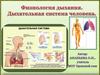 Физиология дыхания. Дыхательная система человека