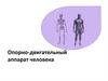 Опорно-двигательный аппарат человека