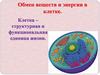 Обмен веществ и энергии в клетке