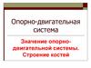 Опорно-двигательная система. Значение опорно-двигательной системы. Строение костей