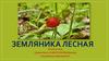 Земляника лесная. Растения леса