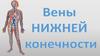 Вены нижней конечности